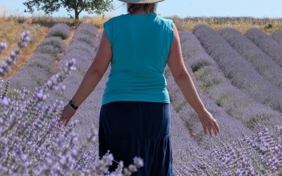 Lavender Fields
