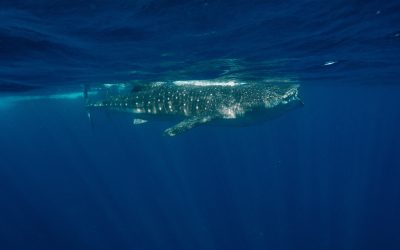 Whale Sharks