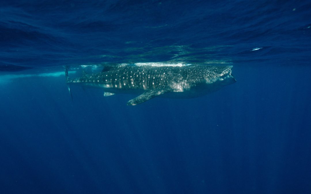 Whale Sharks